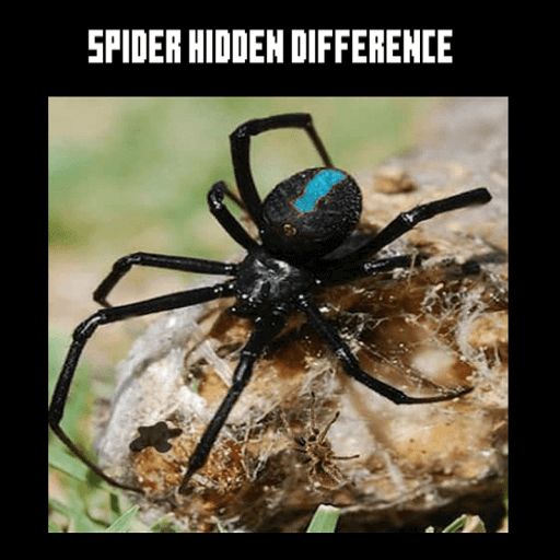 Örümcek Farklarını Bul
